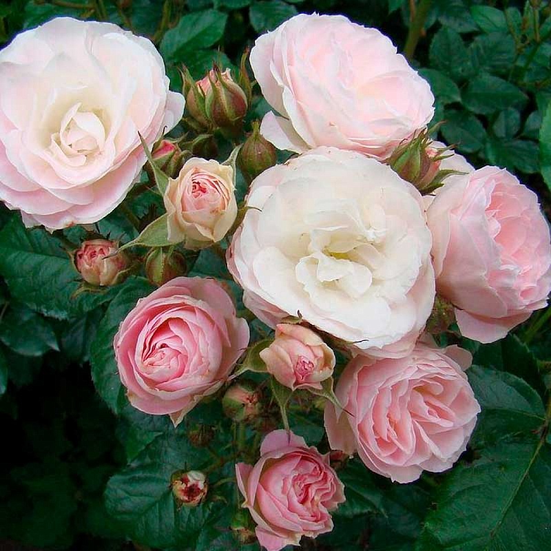 Роза мускусная Буке Парфе